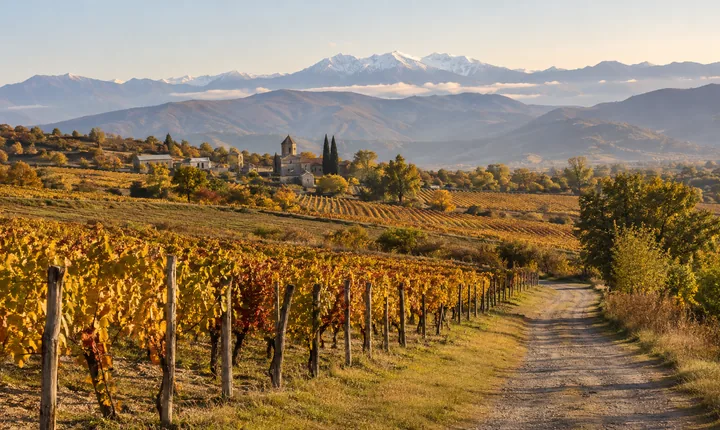 Golden autumn vineyards and a rural lane in Kakheti with hazy Caucasus mountains Golden autumn vineyards and a rural lane in Kakheti with hazy Caucasus mountains