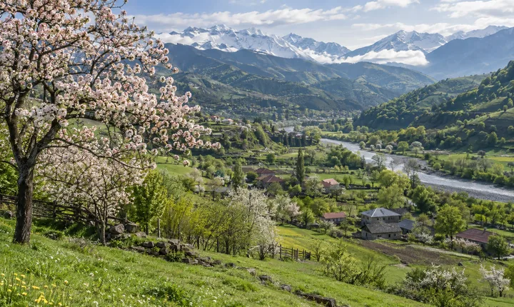 A blossoming fruit tree overlooks Georgia's green spring valleys and snowy distant mountains A blossoming fruit tree overlooks Georgia's green spring valleys and snowy distant mountains
